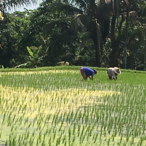 Jour 73: les rizières de jatiluwih et Munduk