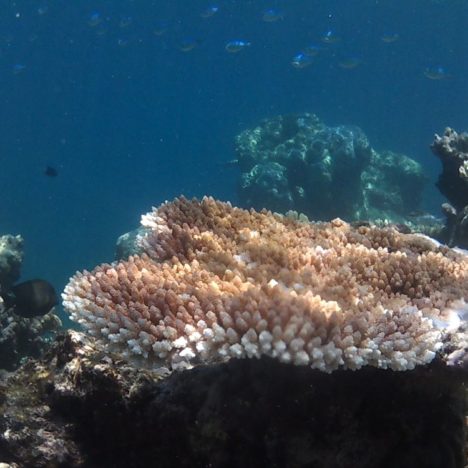 Jour 158: Le Queensland: la grande barrière de corail