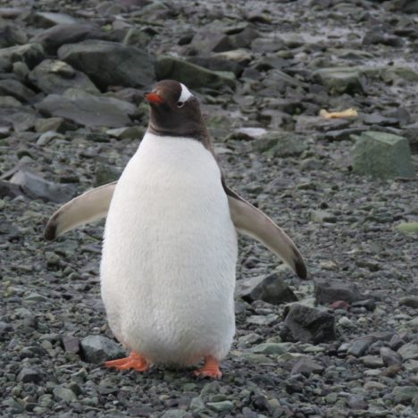 Jour 225: Enfin, les premiers icebergs et pingouins