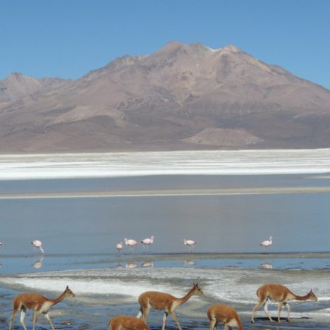 Jour 35: Le parc Lauca, le joyau de l’Altiplano