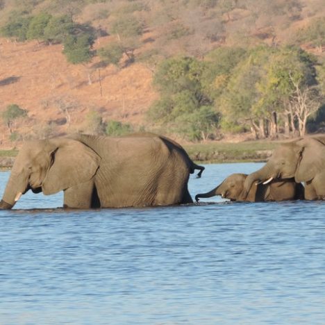 Jour 20: Les éléphants du parc de Chobe