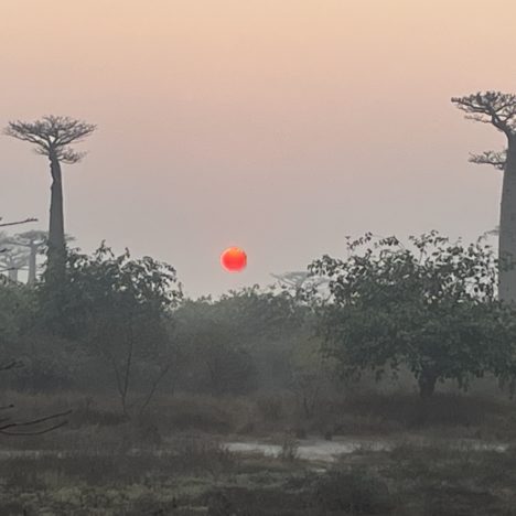 Jour 47: le parc kirindy et la mythique allée des baobabs