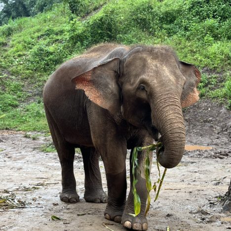 Jour 95: Chiang mai et sa vieille ville