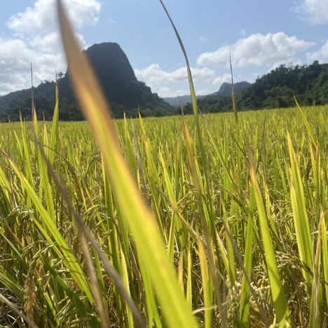 Jour 117: Luang prabang, au bord du Mekong