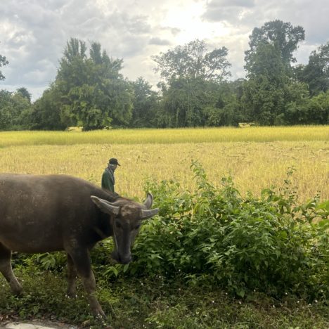 Jour 138: on arrive au Cambodge